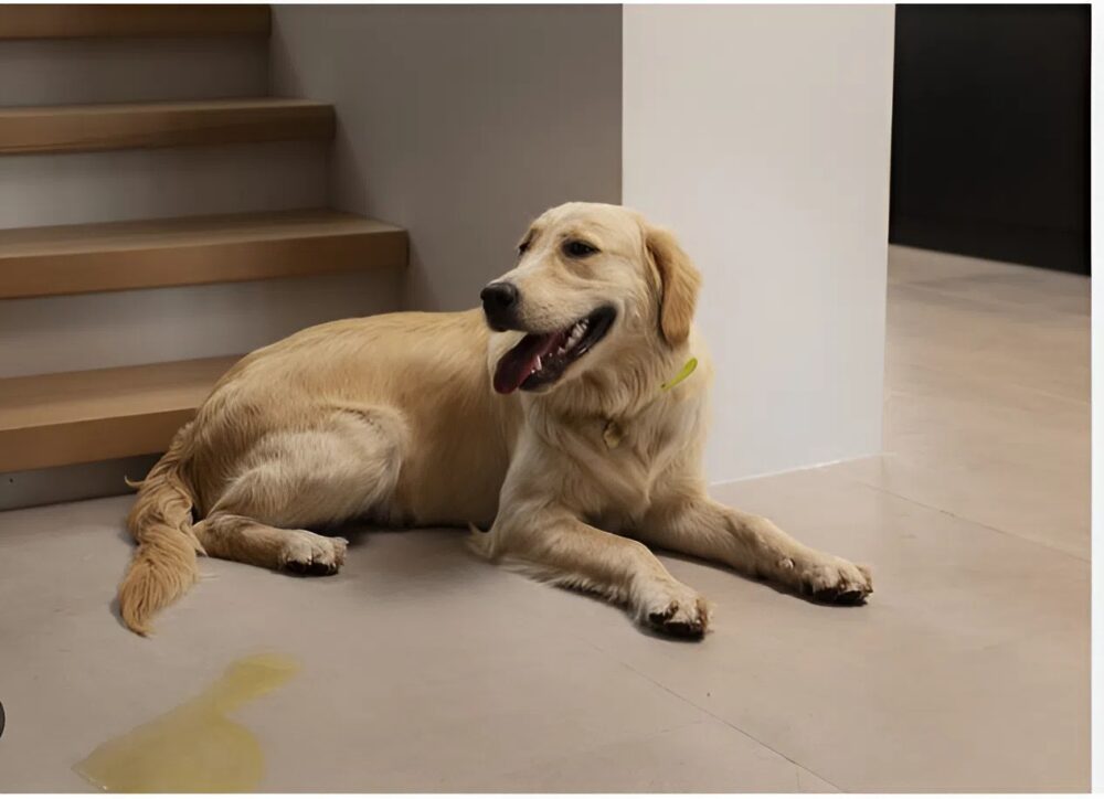 A young patient finds hope thanks to the comforting presence of her dog in the hospital