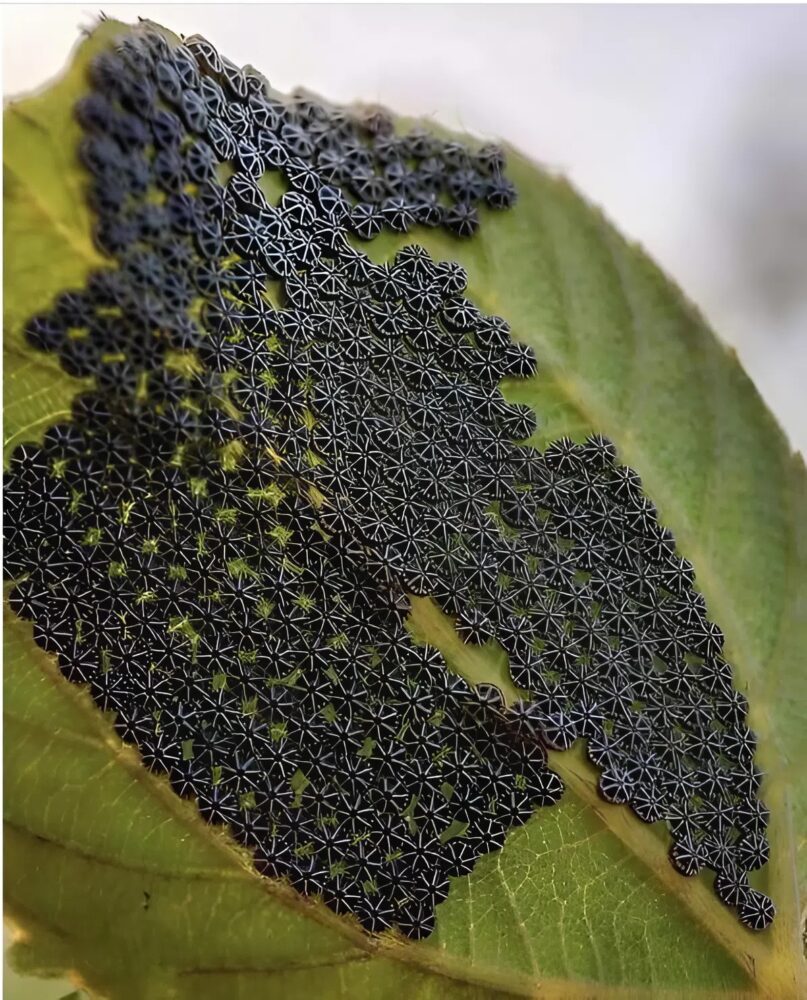 A mysterious black leaf: the astonishing discovery, a hidden secret in the garden to observe closely