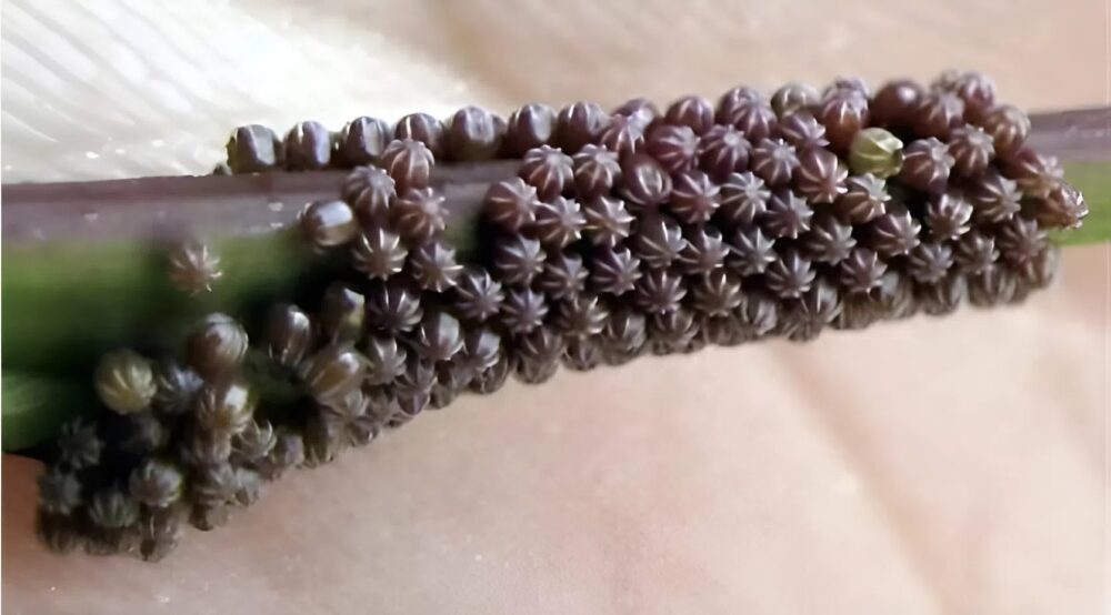 A mysterious black leaf: the astonishing discovery, a hidden secret in the garden to observe closely