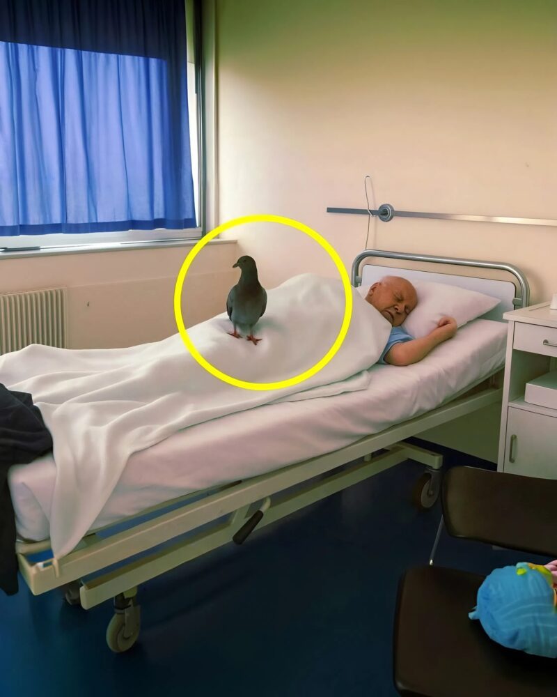 An elderly man in the hospital finally reunites with his loved one, a moment of pure emotion and heart-wrenching resilience